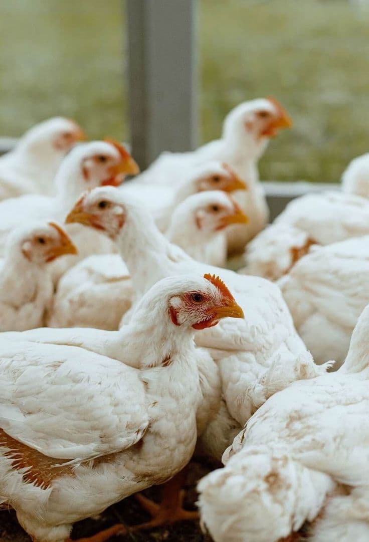 Food and Poultry Processing mobile collage 5